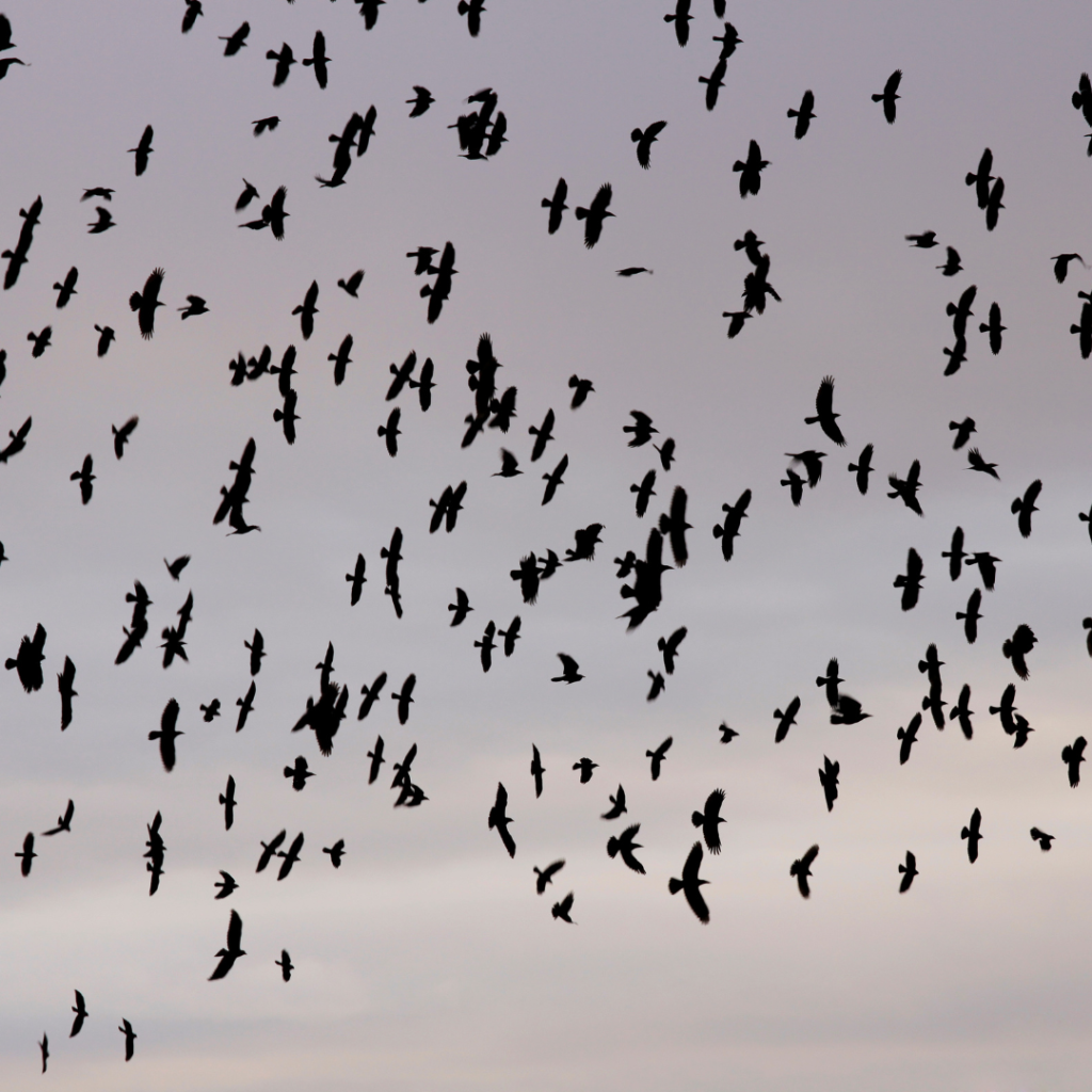 The Crows of Auburn NY