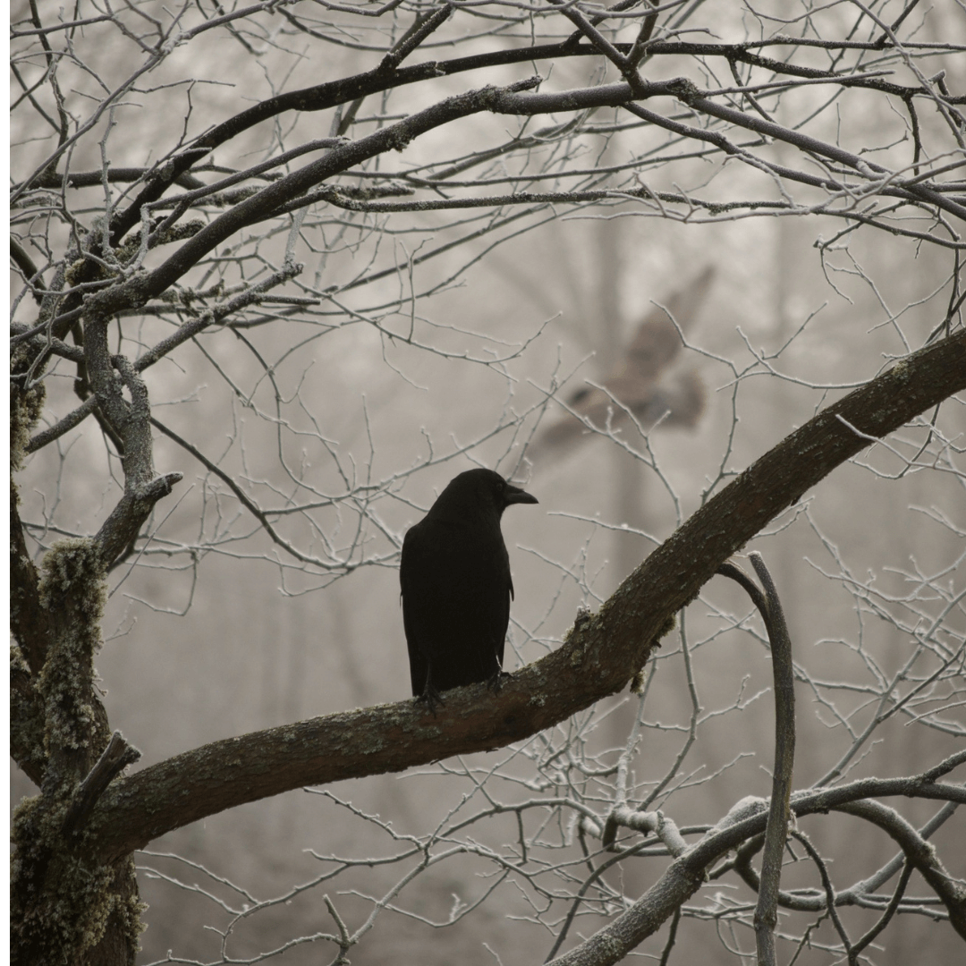 The Crows of Auburn NY