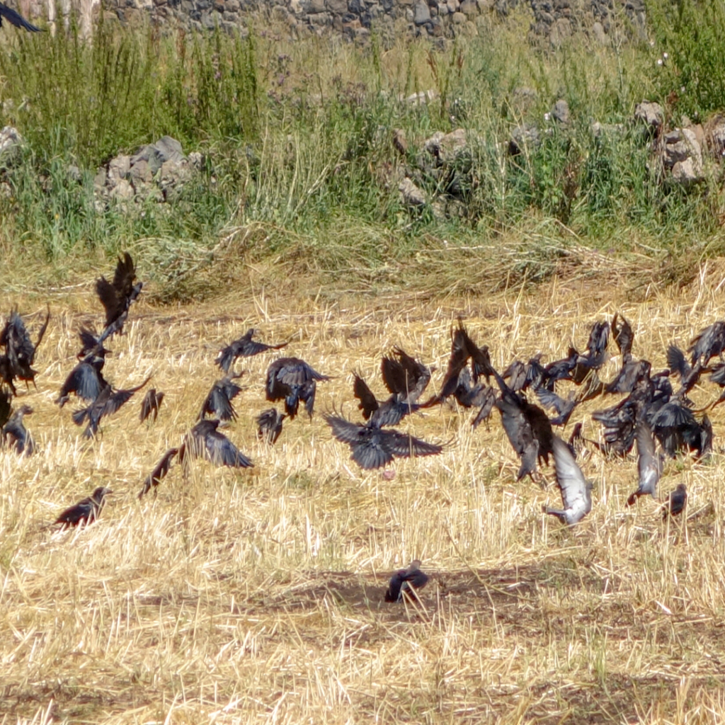 The Crows of Auburn NY