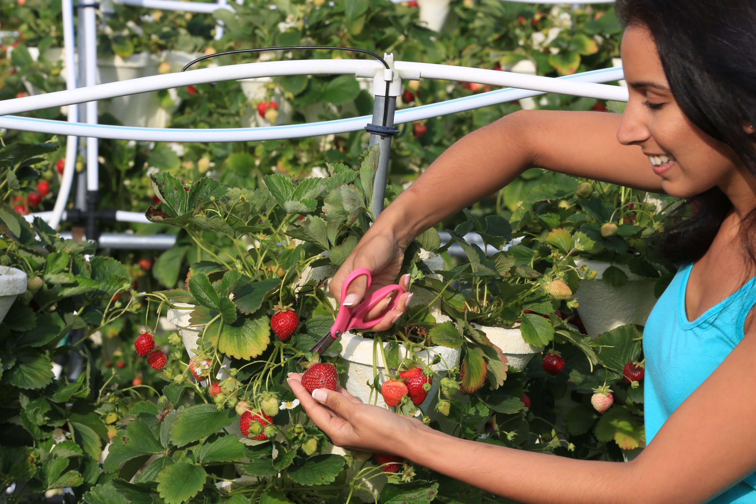 Experience Strawberry Picking