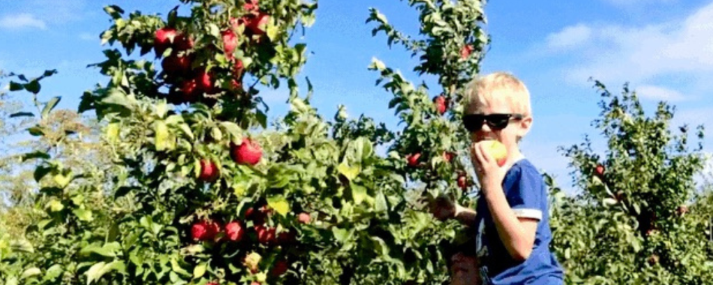 Experience Apple Picking 2024 Featured image