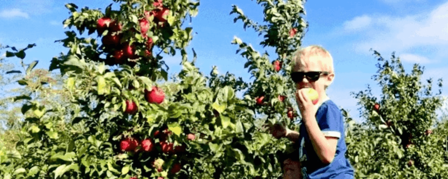 Young boy wearing a blue shirt and sunglasses enjoying a sweet treat...an apple freshly picked from the apple tree he is sitting in 