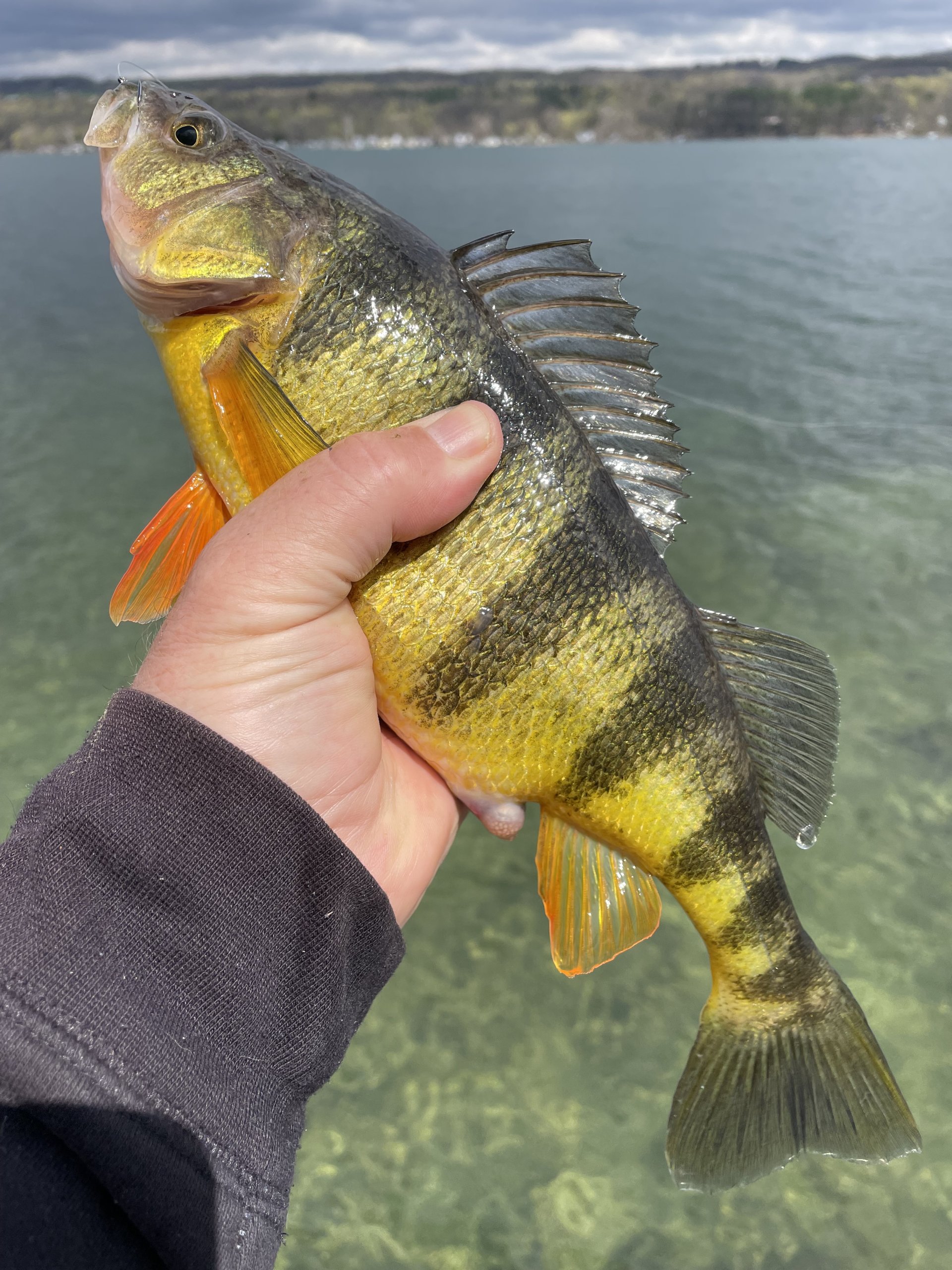 Springtime Perch Fishing in Cayuga County - TourCayuga