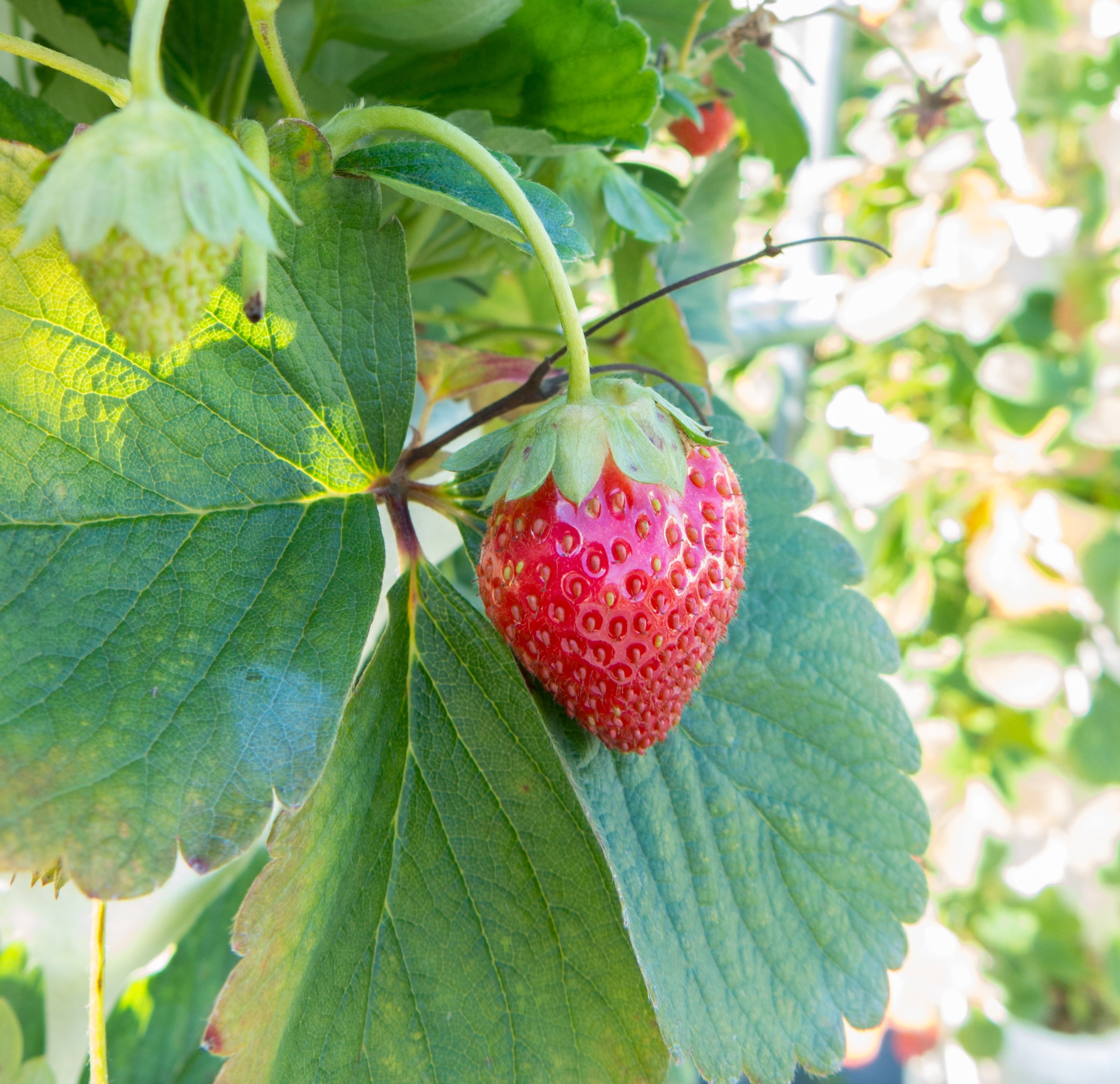 Experience Strawberry Picking