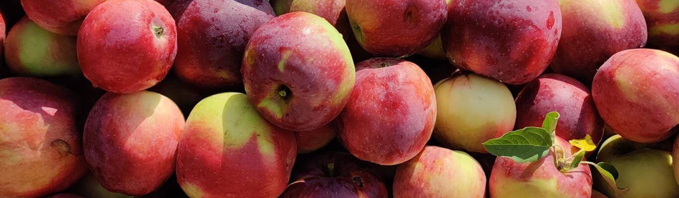 Frame full of Fresh picked apples, 