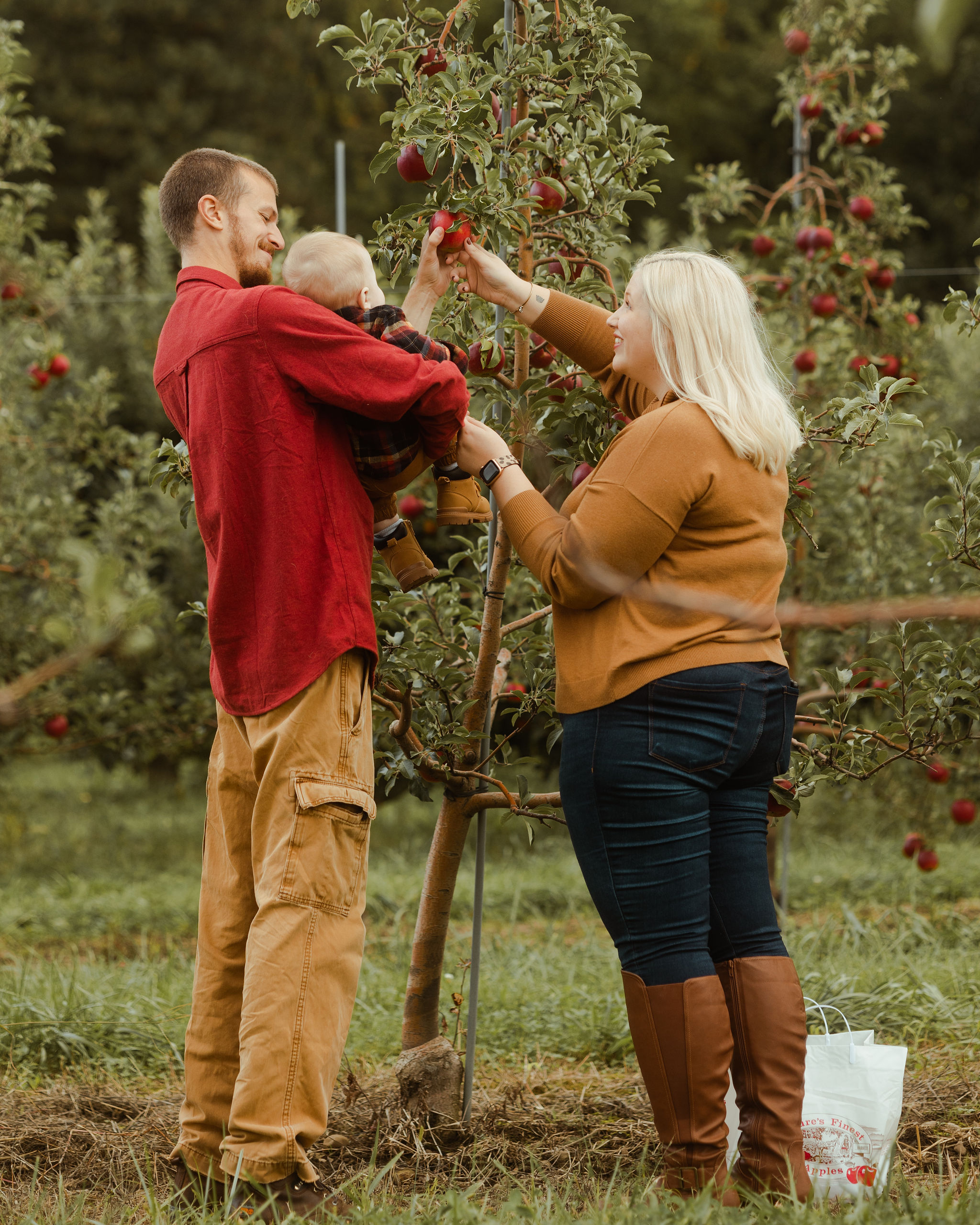 Two adults and an infant picking an apple form a tree in an orchard