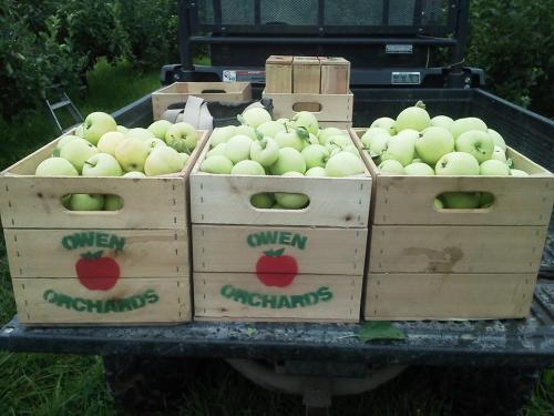 Crates of green apple at Owen Orchard