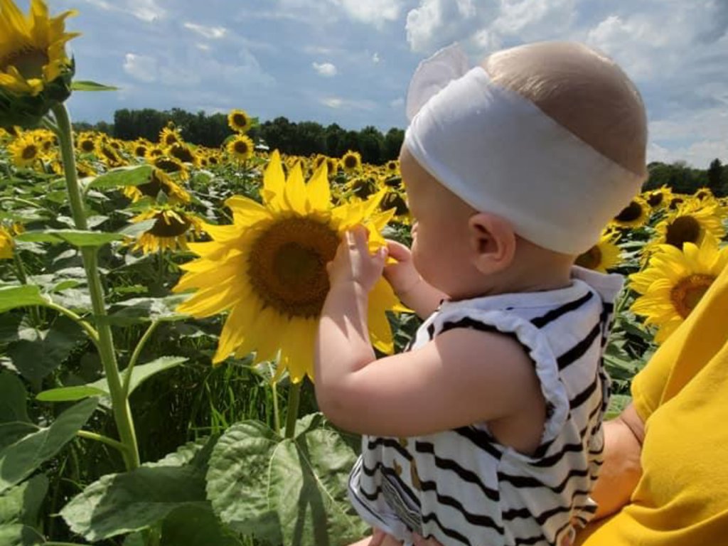 Experience Strawberry Picking