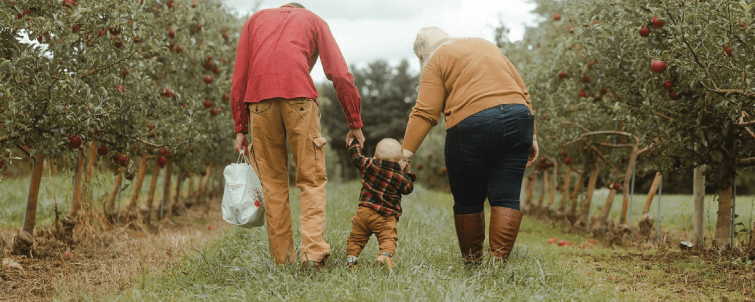 Two adults and a toddler walking between rows of apple trees during a fall festival events.